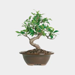 Brussels – Live Golden Gate Ficus Indoor Bonsai Tree